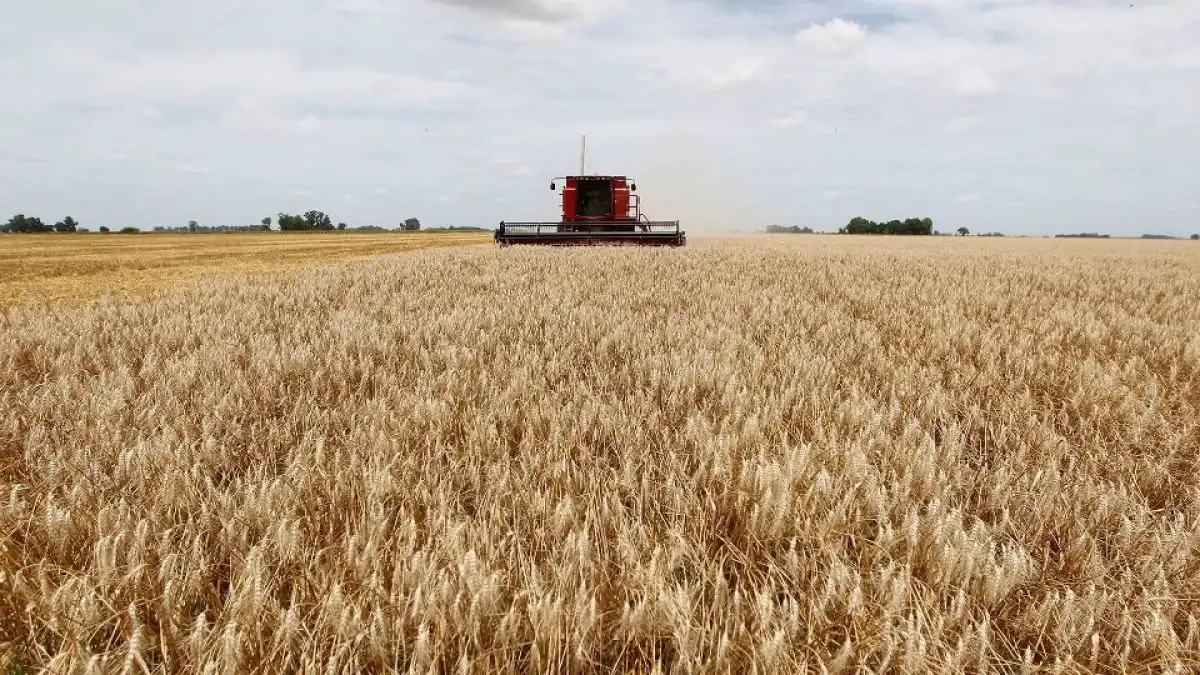 Impacto de El Niño en el campo entrerriano: del impulso al trigo a las dudas por la soja y el maíz