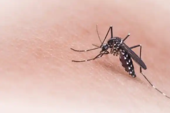 Dengue: el Municipio de Sunchales confirmó el segundo caso positivo