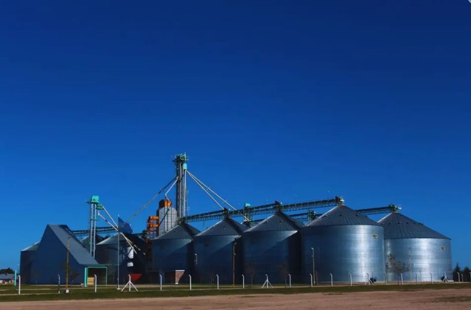 El Inta brindó pautas de almacenamiento para maíz afectado por el achaparramiento.