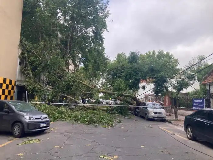 mar del plata arboles caídos