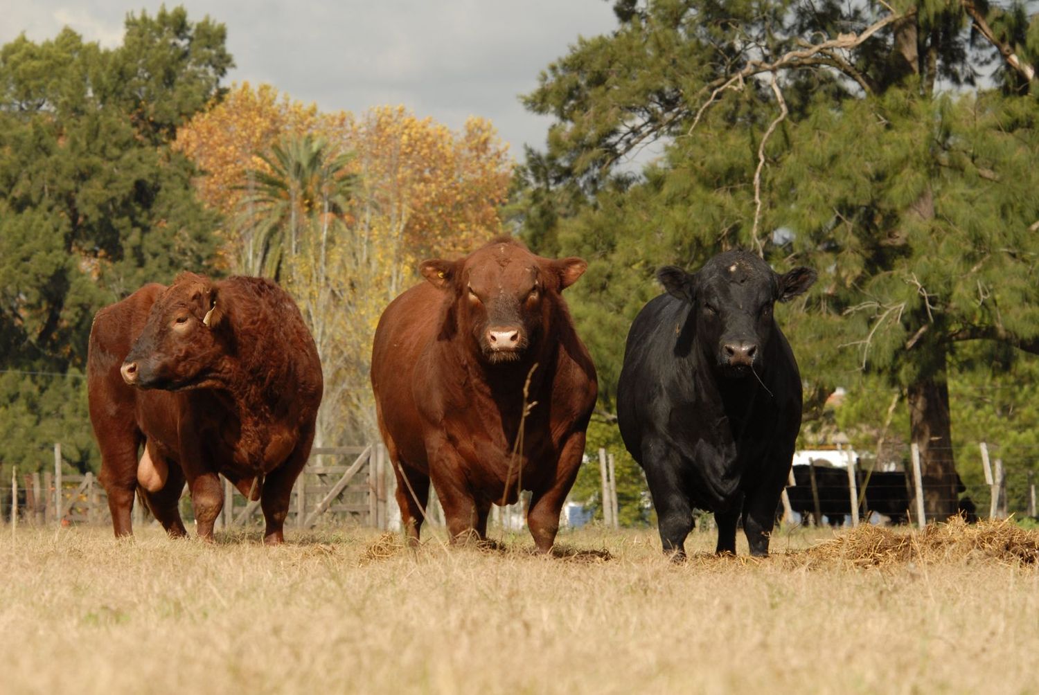 Angus está de remates en Cañuelas