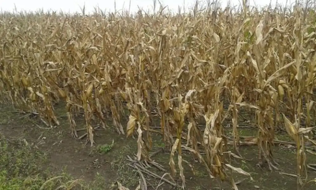La sequía ya provocó pérdidas por 4.800 millones de dólares en Argentina
