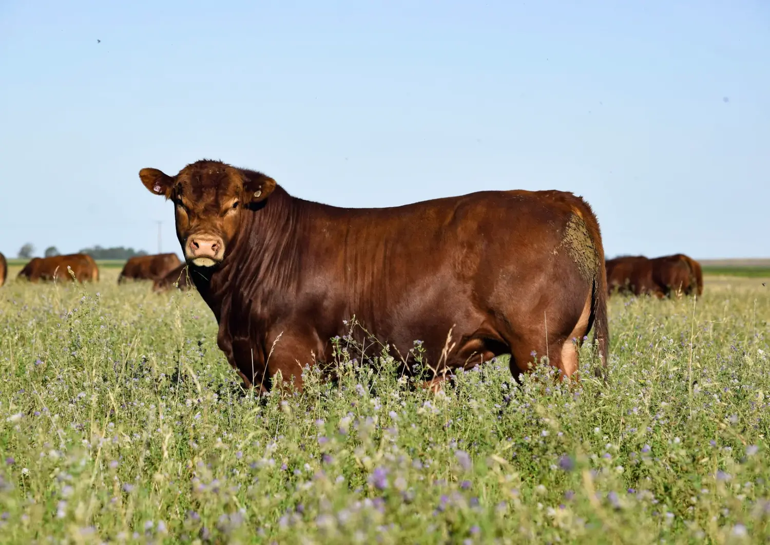 Los Limangus de Don Pedro salen al ring de ventas
