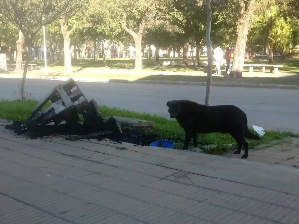 Impotencia en Reconquista: incendiaron intencionalmente la casita de un perro callejero