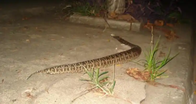 Encuentran víbora de gran tamaño en pleno centro