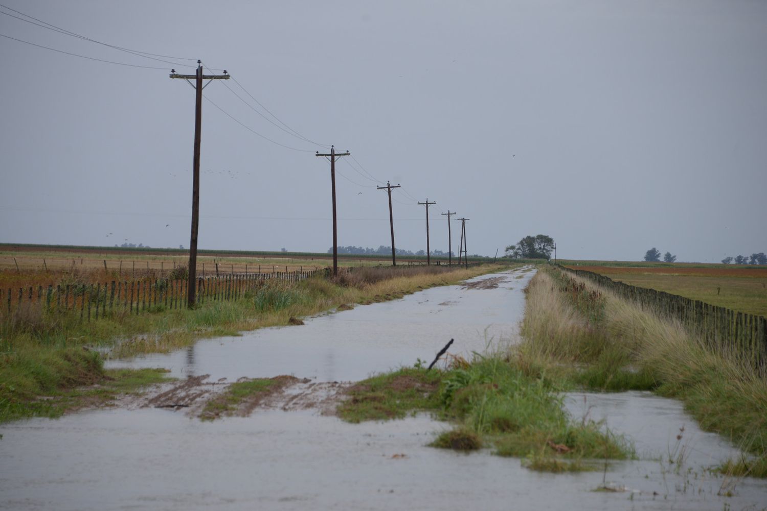 Emergencia agropecuaria en varios municipios bonaerenses