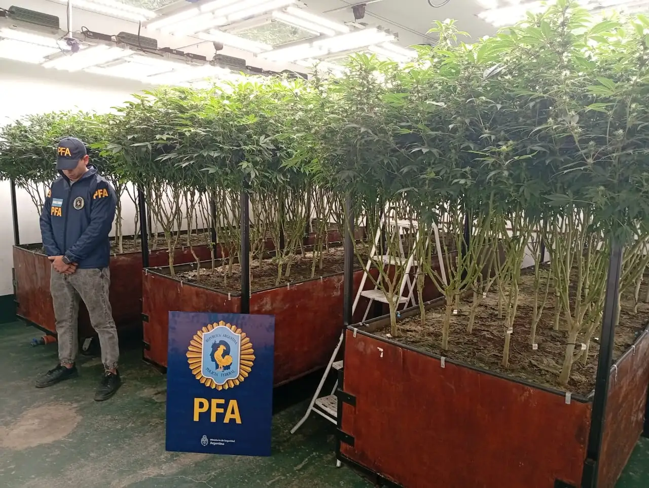 vivero marihuana - 1