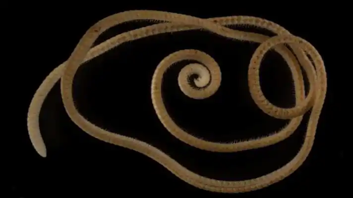 UN BICHO DE 1.306 PATAS: científicos descubren a un milpiés «auténtico»