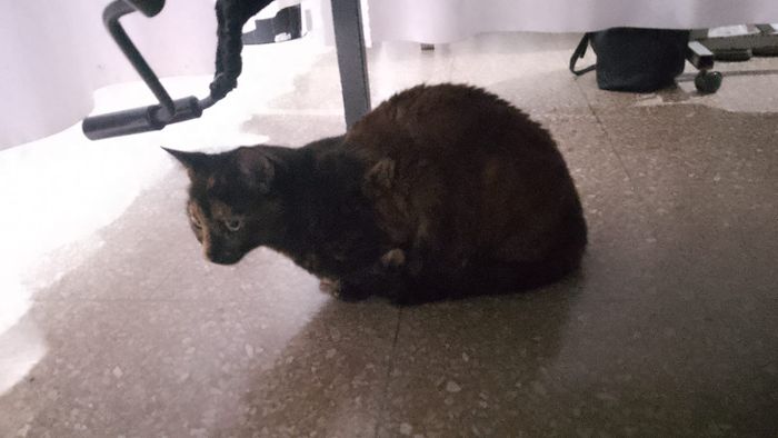 Gato en el Hospital