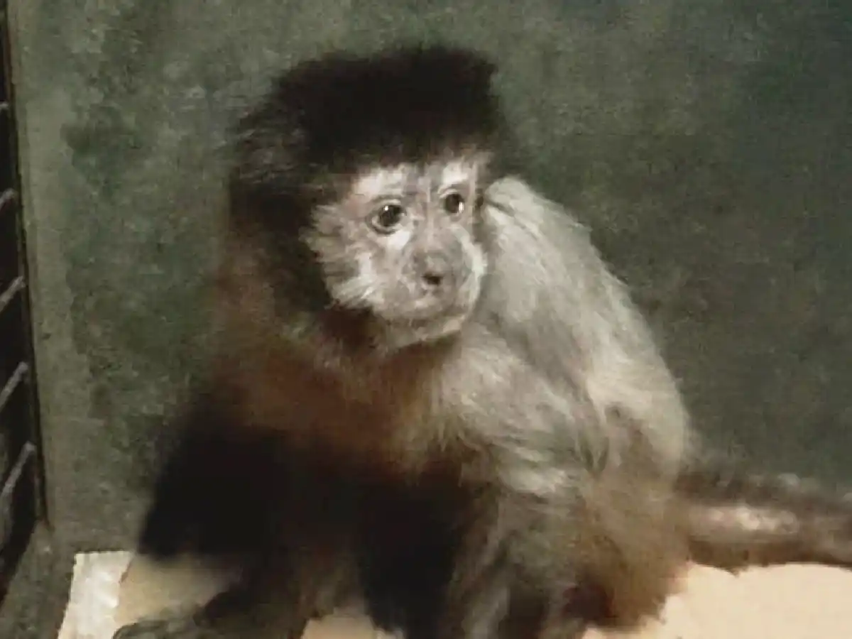 Rescataron una mona caí en una vivienda de Monte Cristo