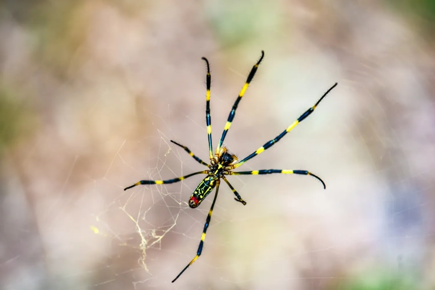 Big, Yellow, and Shy: Invasive Spiders Are Crawling Up the East Coast