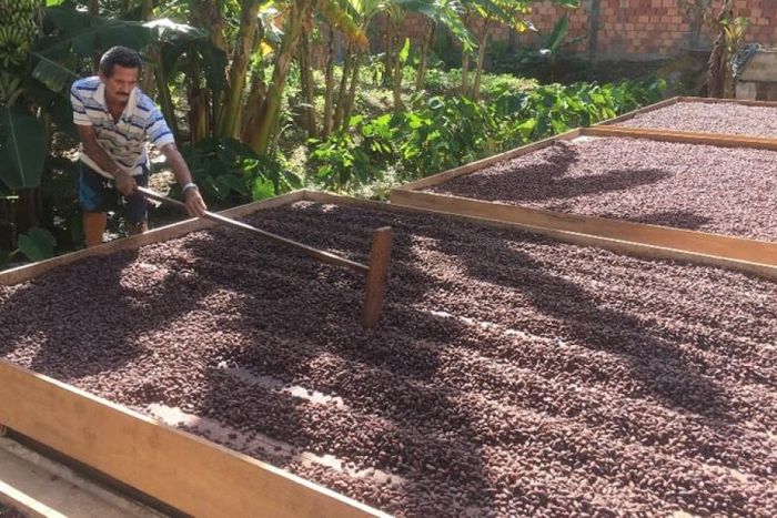 Secado de cacao criollo. Di Giacobbe ayuda a familias en todo el proceso de transformación del cacao en barras de chocolate para mejorar sus ingresos.