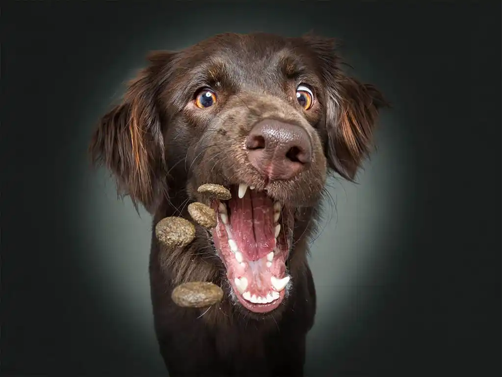 Perros golosinas - 2