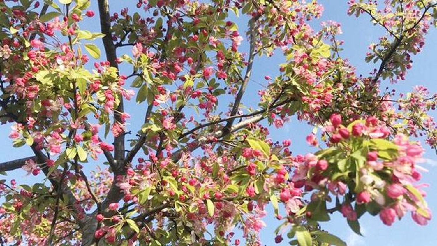 Las plantas florecen un mes antes en Reino Unido por el cambio climático