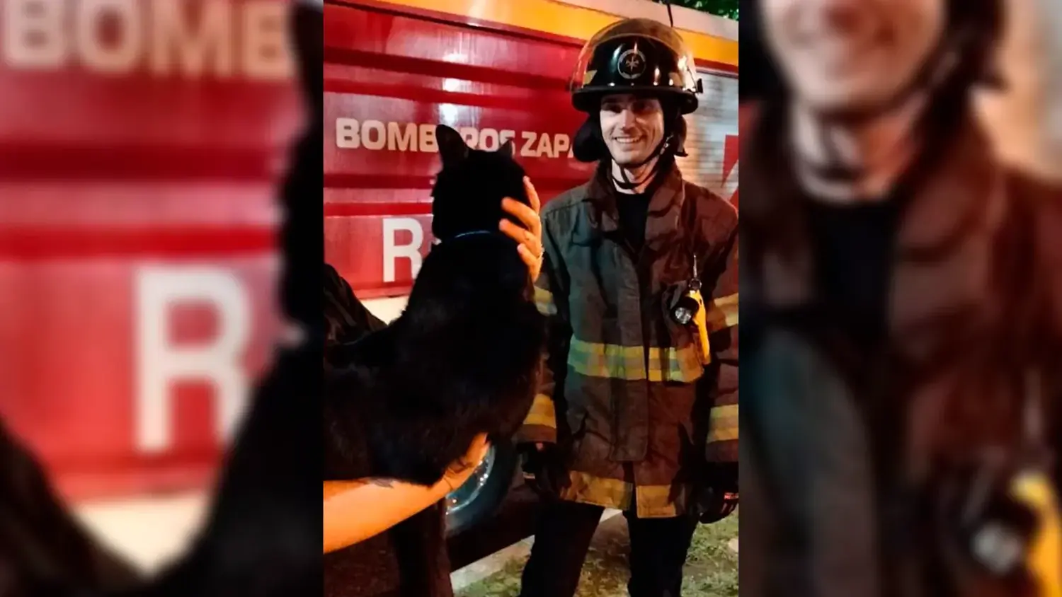 Bomberos rescataron a un gato que se encontraba en la copa de un árbol