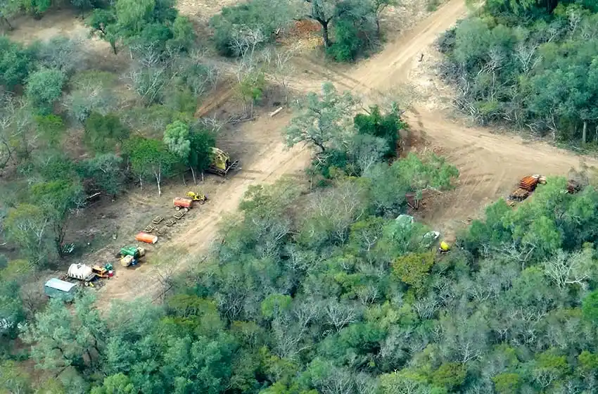 Denuncian que se desmontaron más de 6.500 hectáreas durante la cuarentena