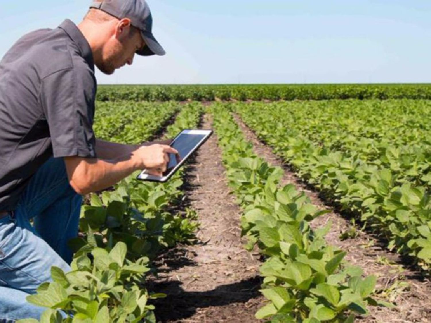 Censo Nacional Agropecuario: relevarán unas 15 millones de hectáreas en Córdoba       