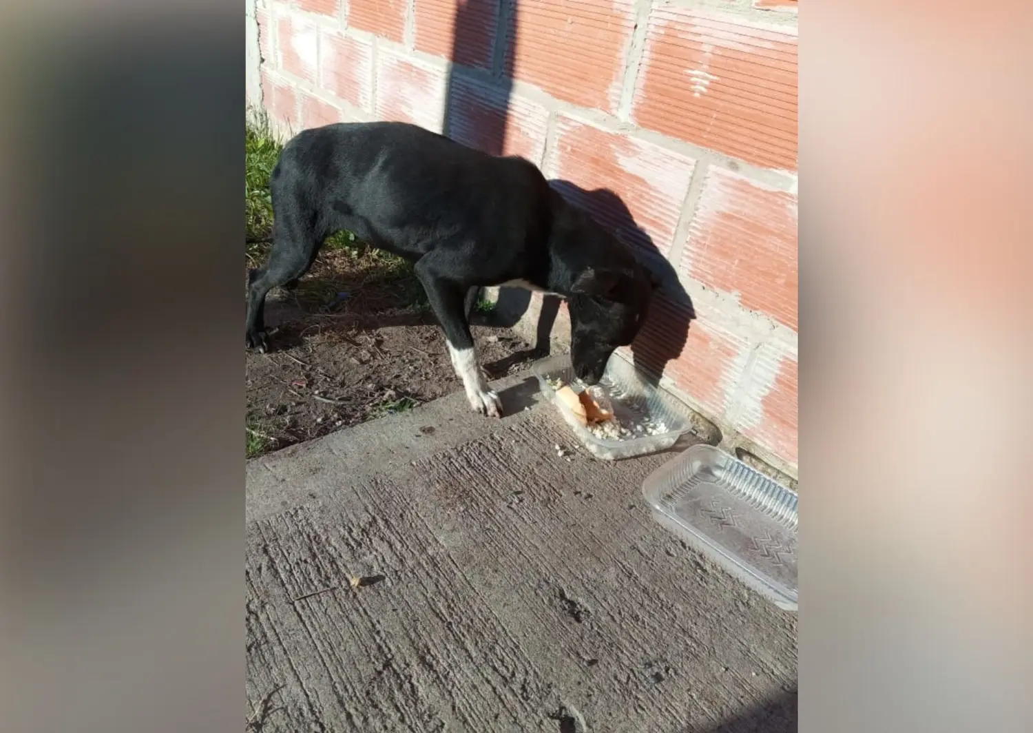 Buscan hogar para una perrita que apareció en las 84 viviendas
