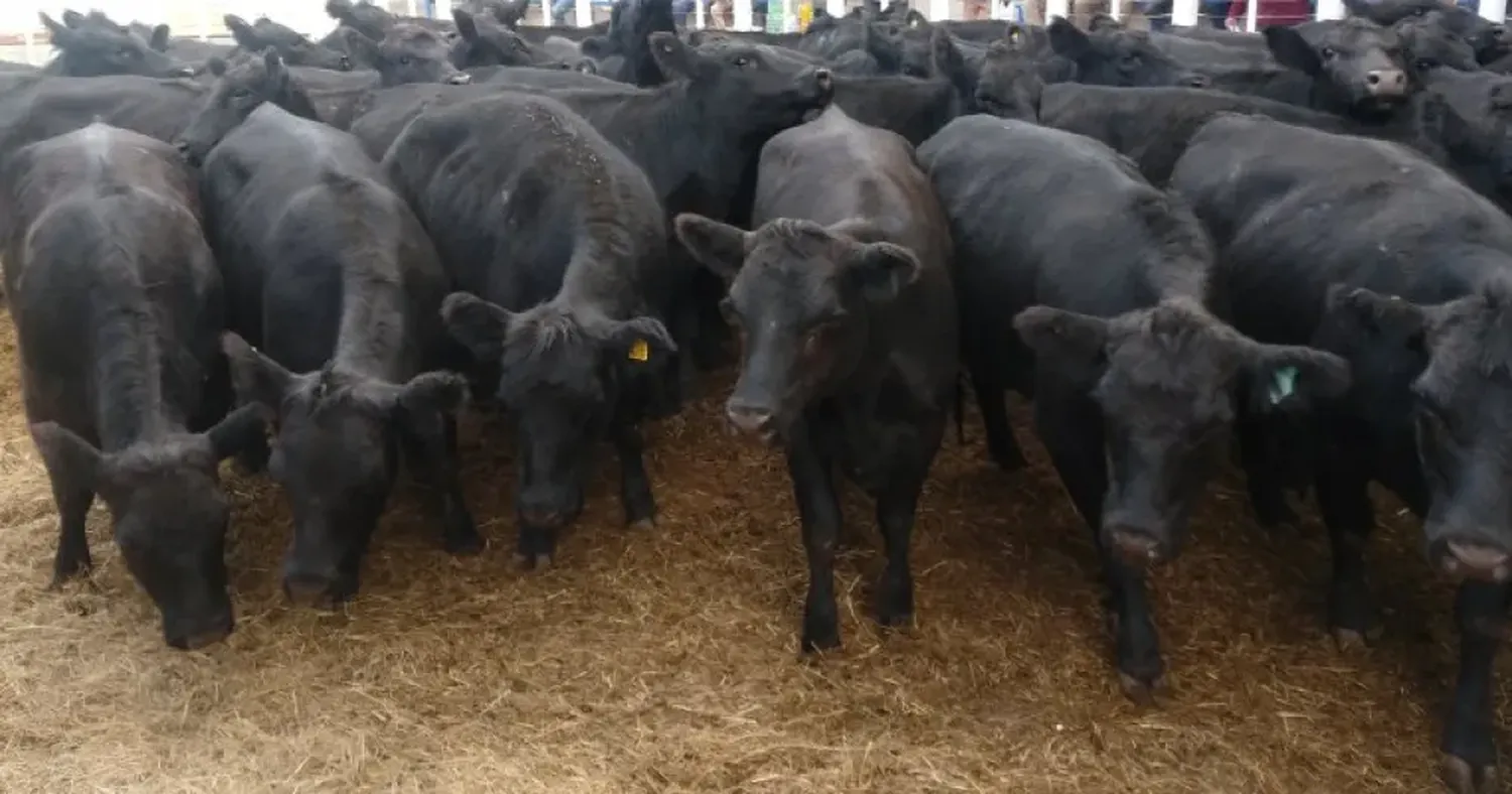 Colombo y Magliano, con Germán Alberdi, vendieron 1.400 vacunos en abril en la Rural