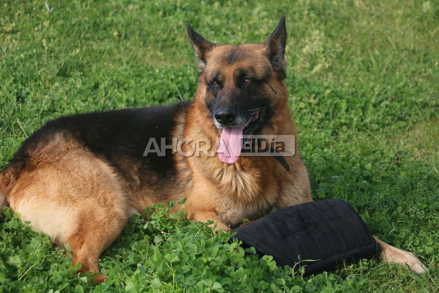 perro policia - 2