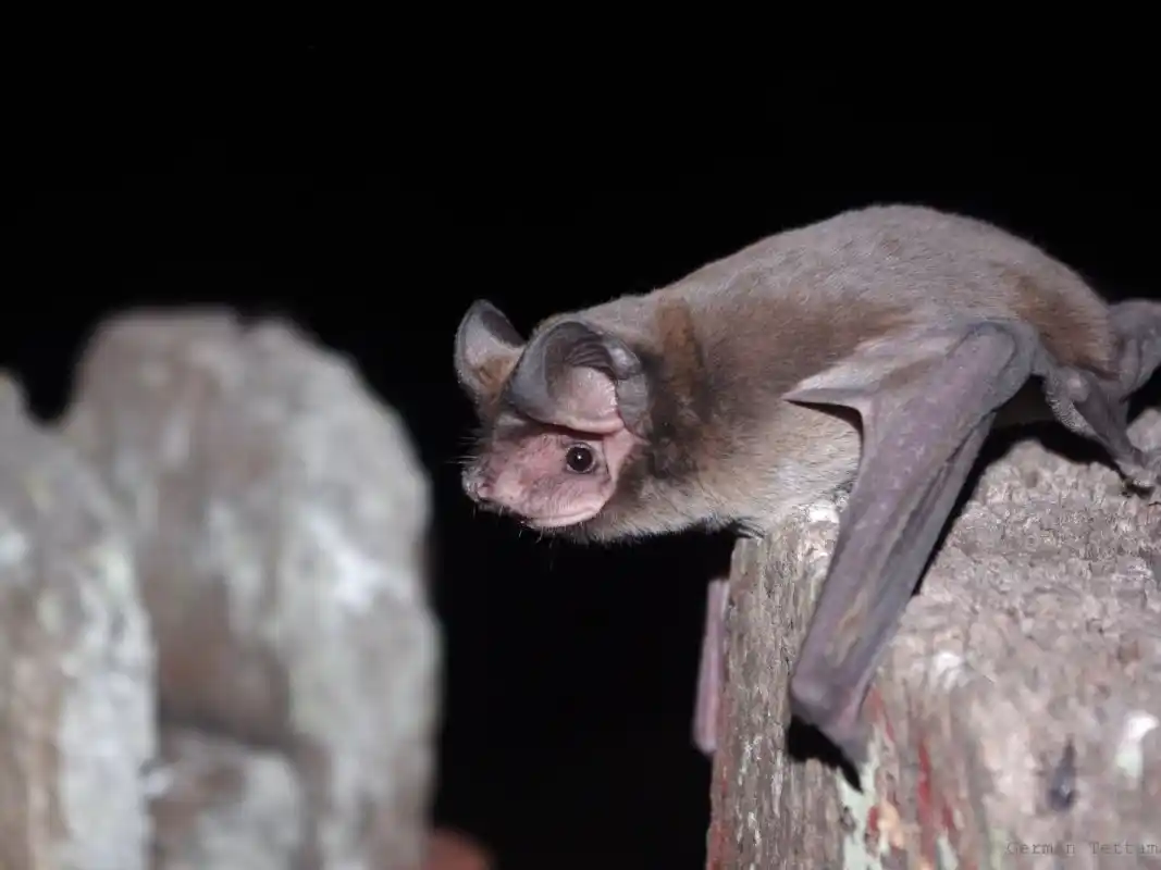 Este miércoles brindarán una charla sobre el rol ecológico de los murciélagos y cómo actuar ante ellos