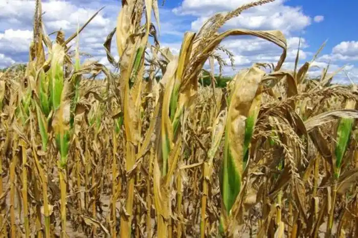 La sequía y las heladas tardías  golpean el rinde en el maíz de primera