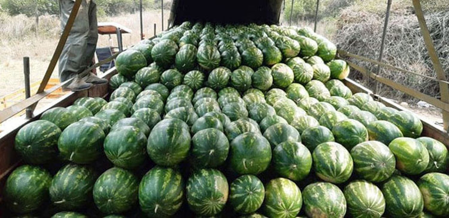 En 22 días, Las Lomitas ya comercializó un millón de kilos de sandias a todo el país