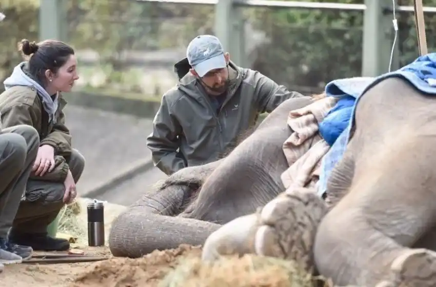 Murió la elefanta Pelusa a los 52 años en el zoológico de La Plata