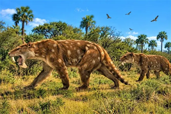 Hallan una nueva especie fósil de metaterios dientes de sable en la costa bonaerense de unos 2 millones de años