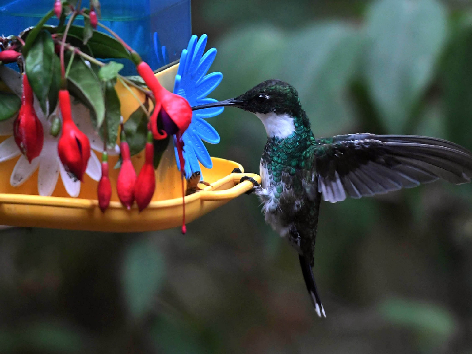 Arranca una campaña mundial para hacer un "conteo" de aves de jardín, balcones y plazas