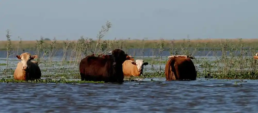 Farer solicita a los productores que tengan previstos mecanismos de evacuación de la hacienda