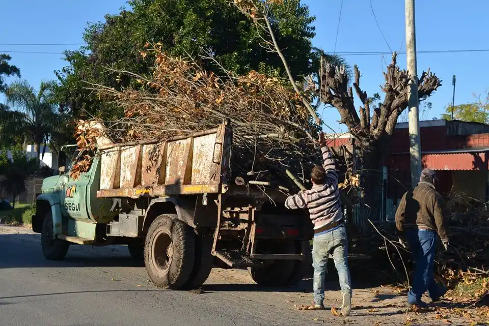 Recolección de remas en época de poda