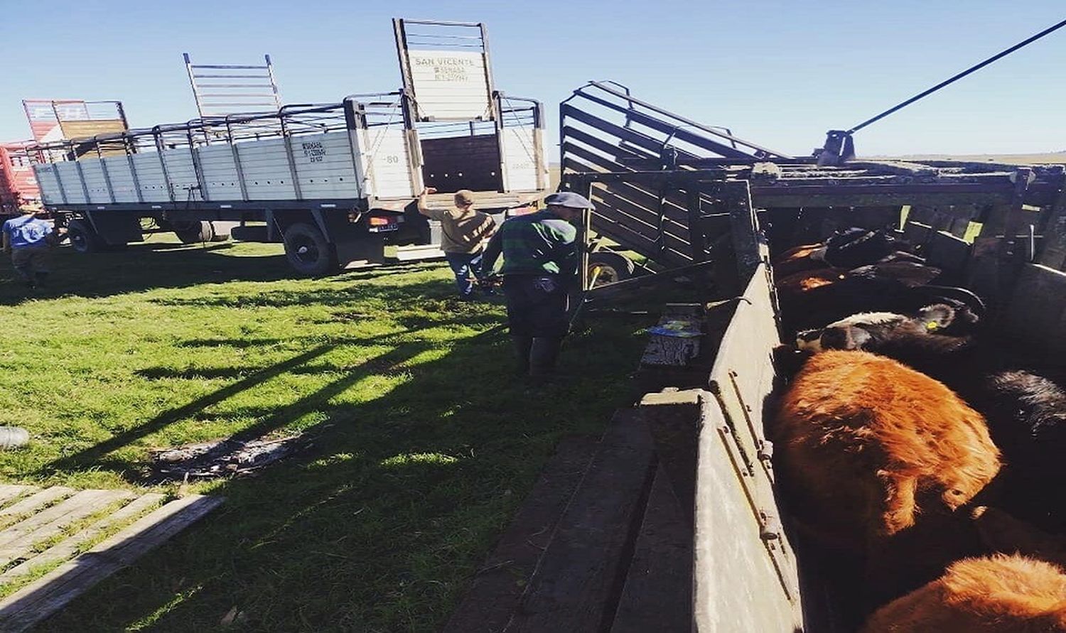 Hacienda: en Gualeguay salen a remate 5.500 ejemplares de “gordo”, invernada y cría