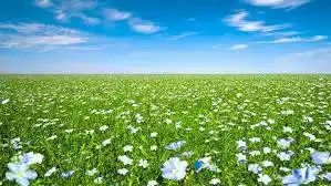 Se sembraron más de cinco mil hectáreas  de lino en Entre Ríos