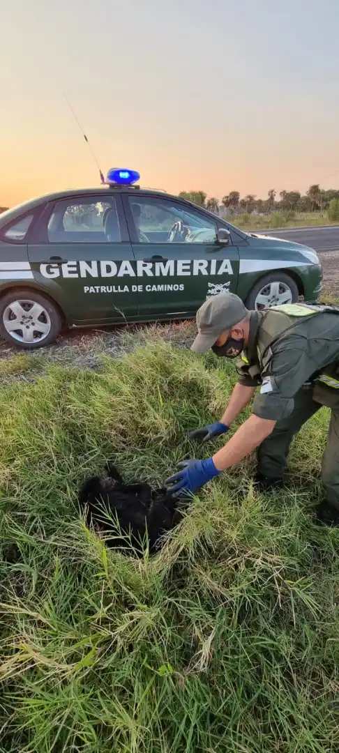 Rescataron a un mono Carayá herido sobre la ruta