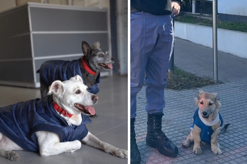 La policía de Chaco promueve la adopción animal.