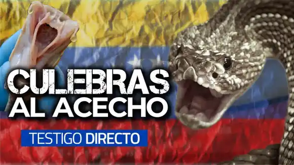 SERPIENTES ASESINAS en VENEZUELA – TESTIGO DIRECTO