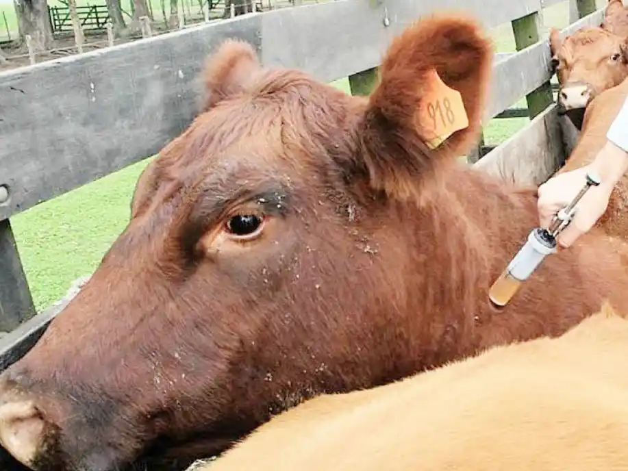 China reportó más de 200 casos de aftosa y crece la alerta mundial