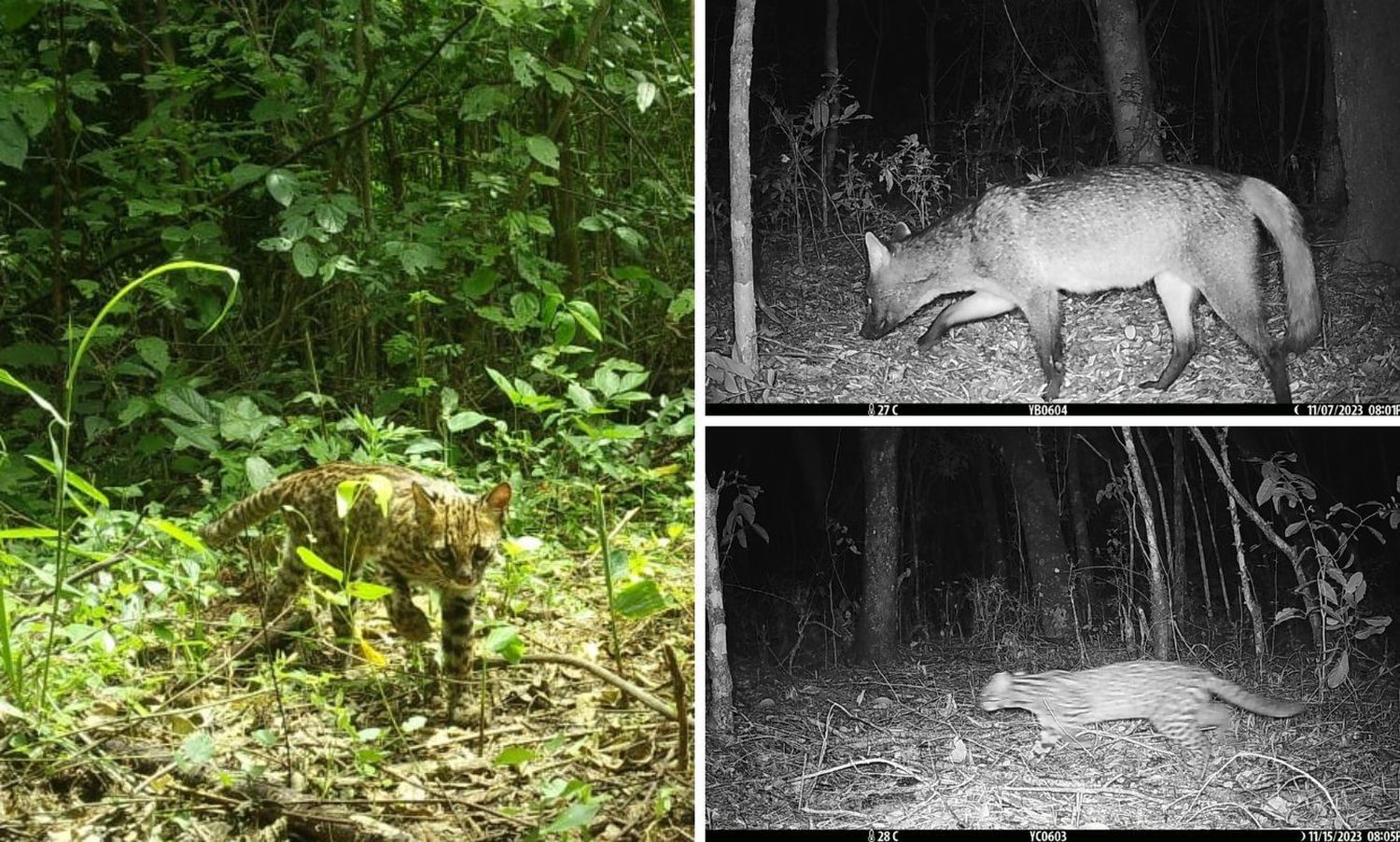 El INYM estudia si mamíferos utilizan los yerbales como corredores entre áreas de selva