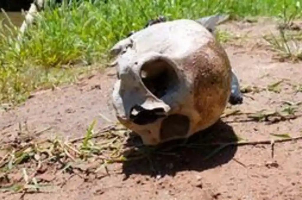 Encuentran restos óseos