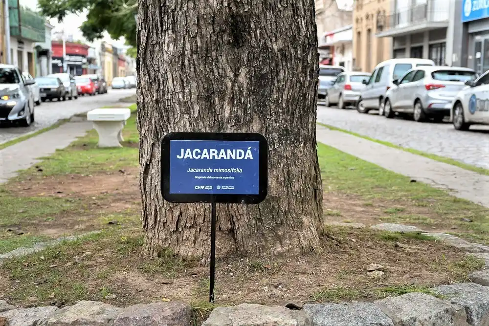 En Chascomús pusieron carteles para identificar a los arboles del espacio público