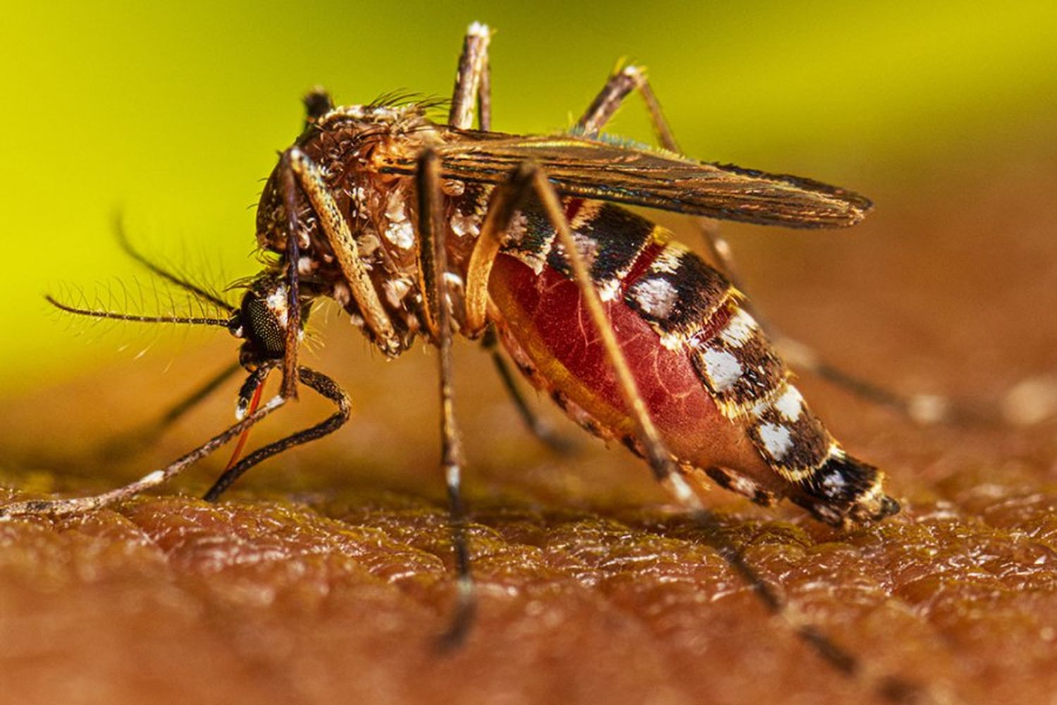 El mismo vector Aedes aegypti es capaz de transmitir otros virus como el zika y el chikungunya