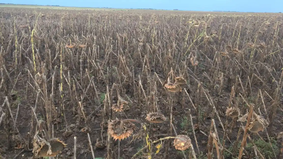 Granizó en algunas zonas de Tandil y provocó daños en los cultivos