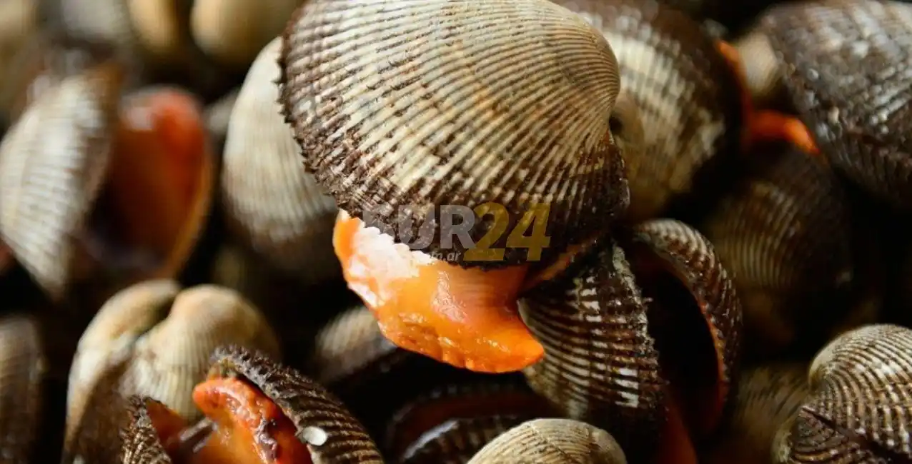 Chubut: “Marea roja”, el fenómeno que complica el consumo de moluscos