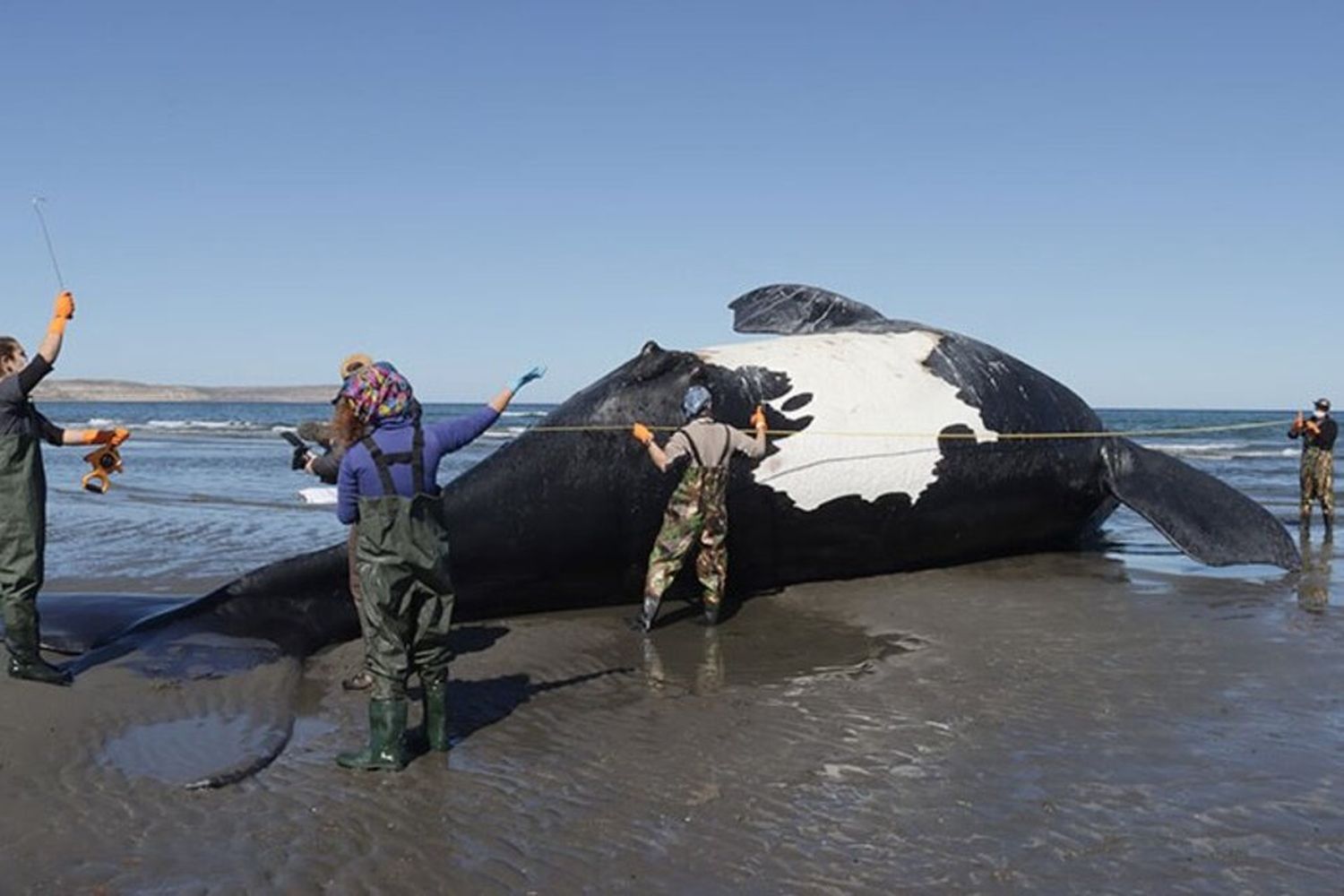 ballenas muertas