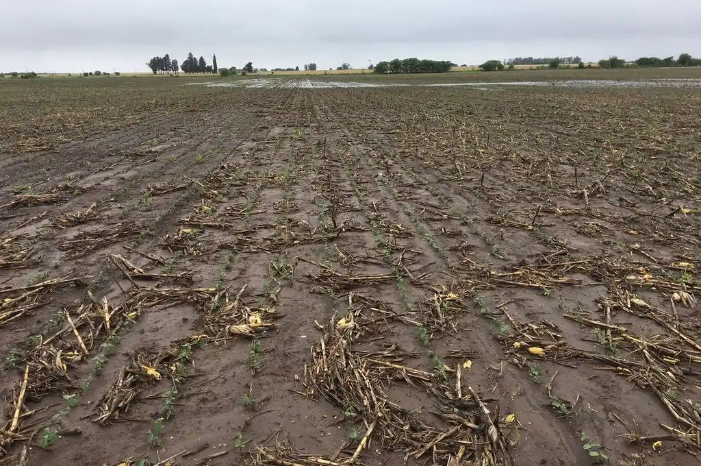 Paralizada la cosecha y la siembra; aún no hay estimaciones de las pérdidas