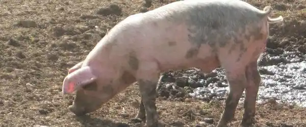 Triquinosis en Junín: Habló el acusado de producir fiambre con el parásito