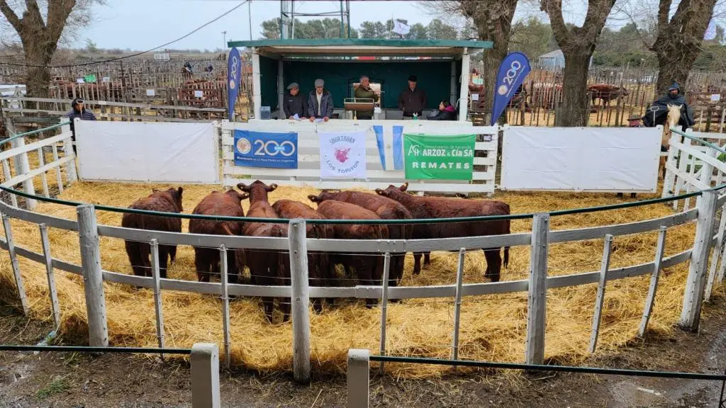 En Los Toritos se le hizo justicia a la calidad de los Shorthorn