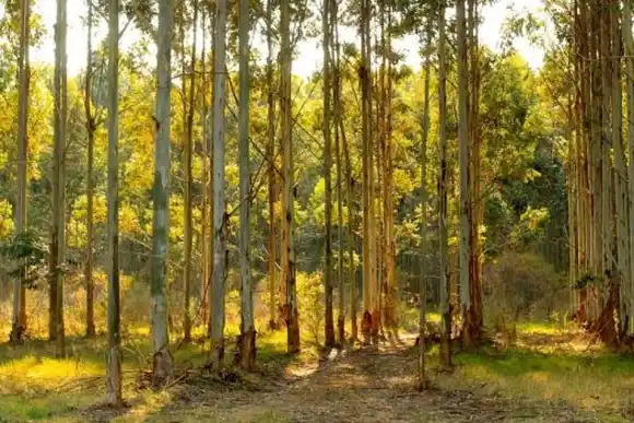La provincia profundiza acciones para la conservación de bosques nativos