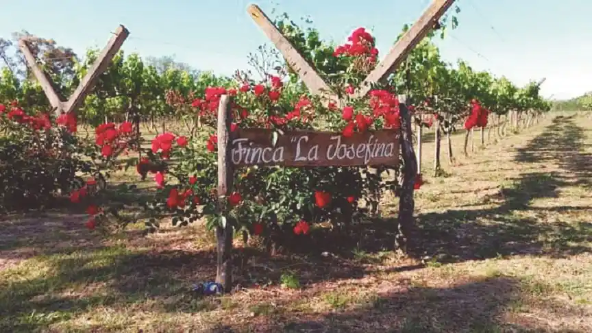 “Annelise”, el vino luquense que busca posicionarse en la región